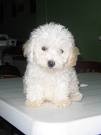 el se llama tobby es muy lindo lo quiero muxo  y es hermanito de looby